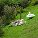 Swan And Cygnets In Prior Park