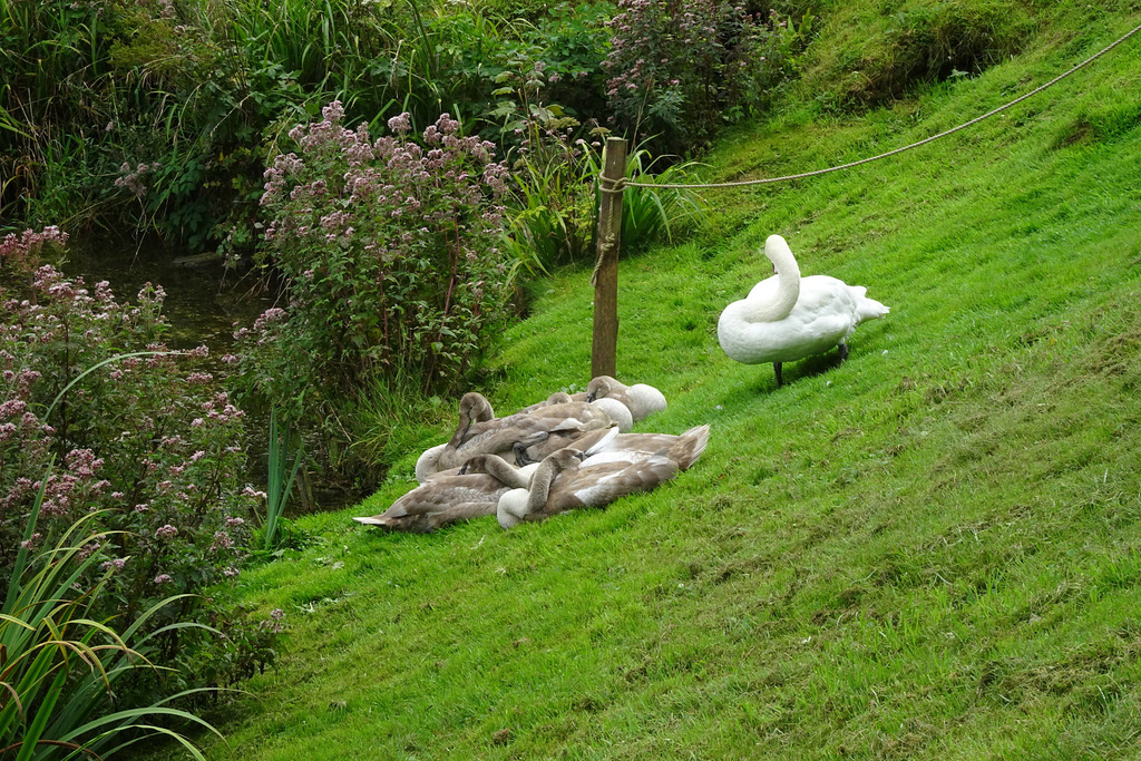 Swan And Cygnets In Prior Park