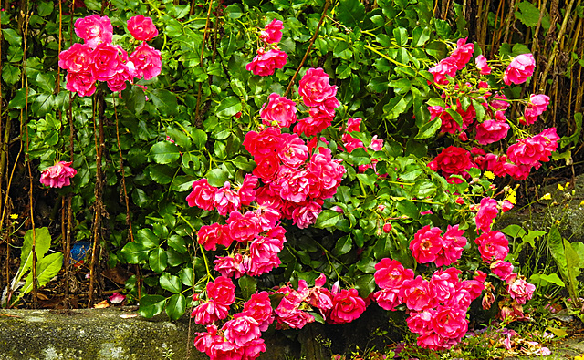 20210706 1349CPw [D~LIP] Büschel-Rose (Rosa multiflora), Bad Salzuflen