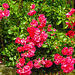 20210706 1349CPw [D~LIP] Büschel-Rose (Rosa multiflora), Bad Salzuflen