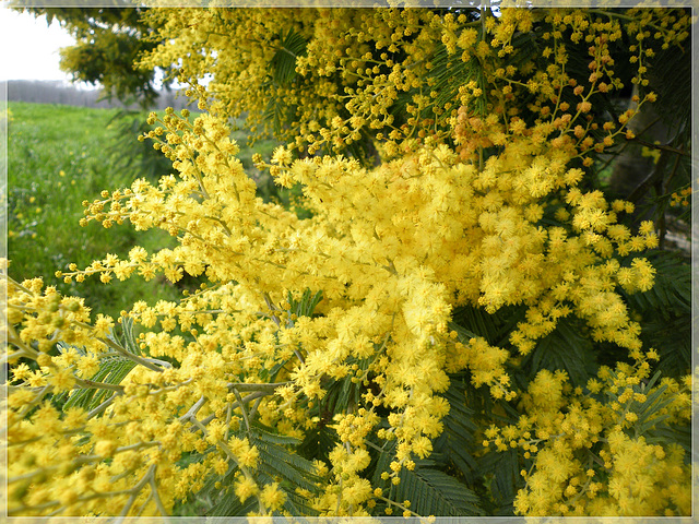 Mimosa , le long du chemin , près du chalet