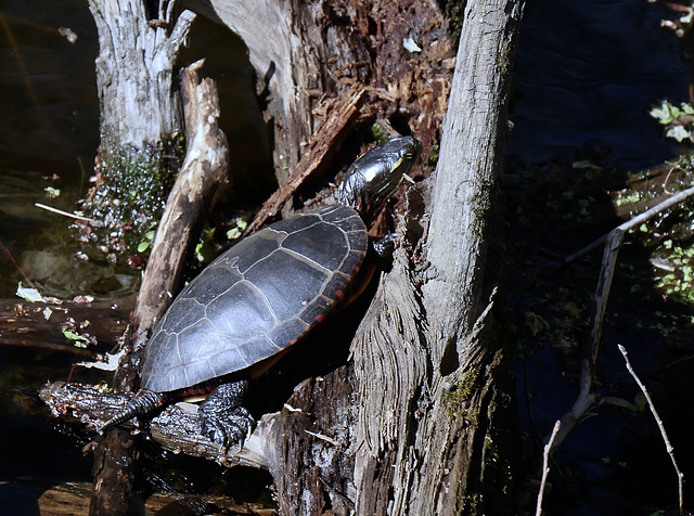 Climbing Turtle, Slo-mo