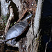 Climbing Turtle, Slo-mo