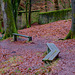 Benches in Swallow’s Wood