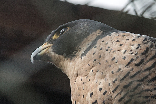 20160306 0315VRAw [D~BI] Wanderfalke (Falco peregrinus), Tierpark Olderdissen, Bielefeld