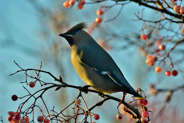 With Golden Breast!