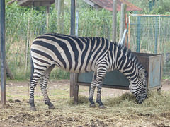 Parc Zoologique de Fréjus (8) - 24 Avril 2017