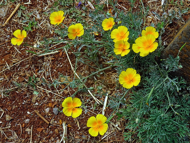 Goldmohn ,Eschscholzia sp.