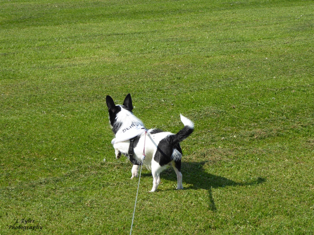 Pointer or Chihuahua??