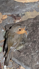 The gazebo robin almost literally underfoot