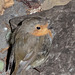 The gazebo robin almost literally underfoot