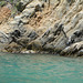 Venezuela, Pelican in the Bay of Valle Seco