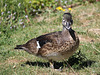 Canard carolin = Aix sponsa, Parc des Oiseaux = Parc ornithologique des Dombes, Villars-les-Dombes (Ain, France)