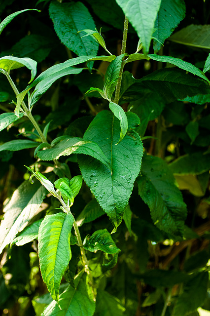 Butterfly Bush