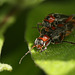 Soldier Beetle Pair