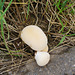 Kleine Pilze am Wegesrand