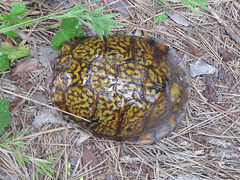 Garip's box turtle 2019-07-25