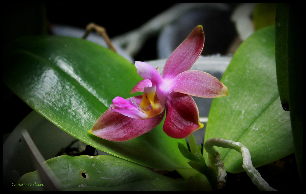 Phalaenopsis belline x venosa (2)