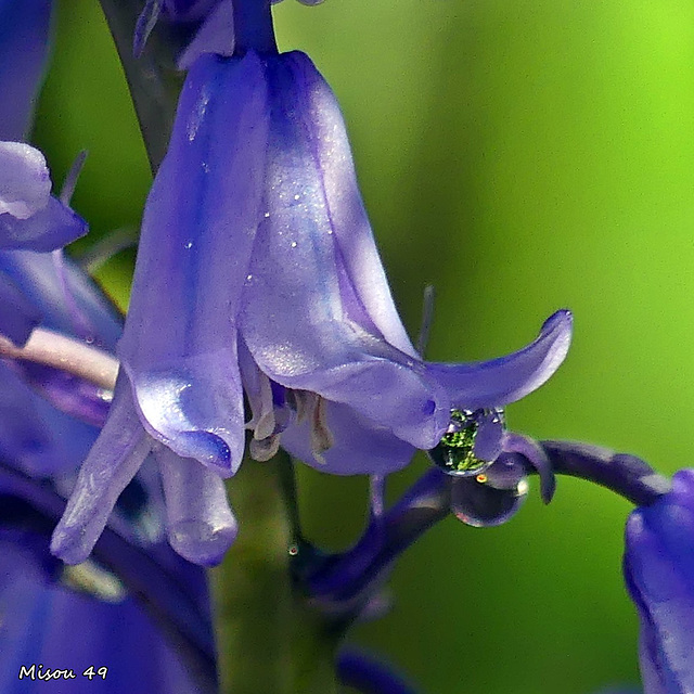 MON JARDIN