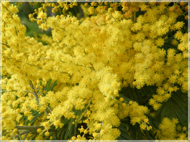 Mimosa , le long du chemin , près du chalet. Bon week-end