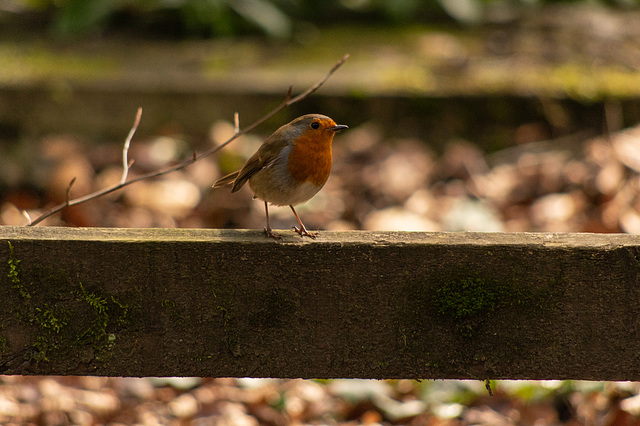 Robin on a fence