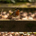 Robin on a fence