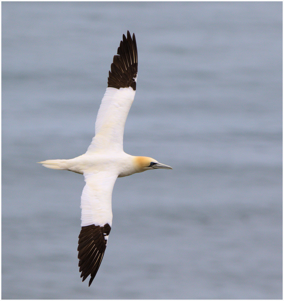 EF7A9269 -1Gannet