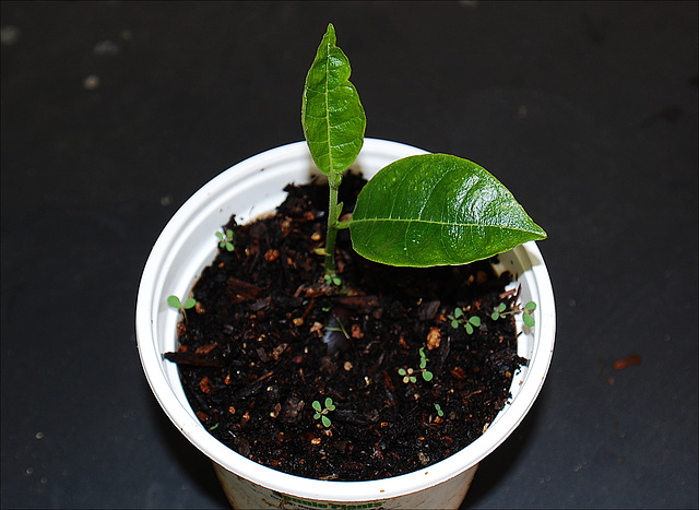 Jack fruit plantling