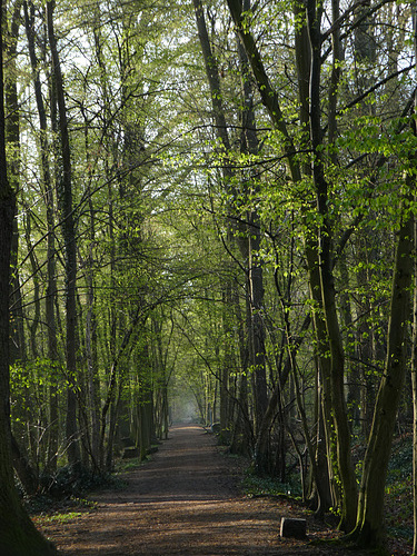 Frühlingsgrün amWaldweg