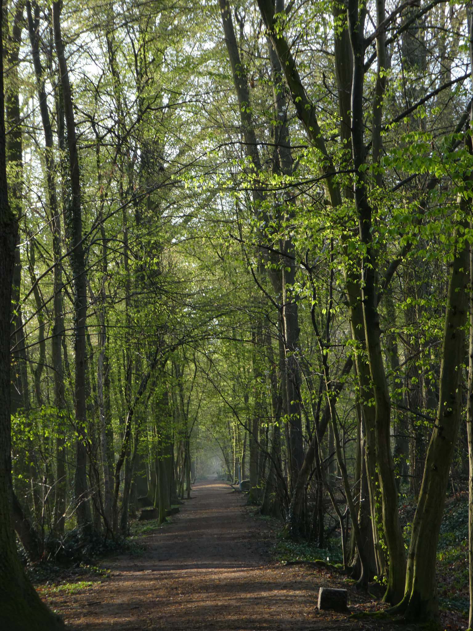 Frühlingsgrün amWaldweg