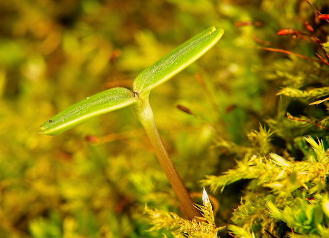 Neues Leben auf dem Moos :))  New life on the moss :))  New life on the moss :))