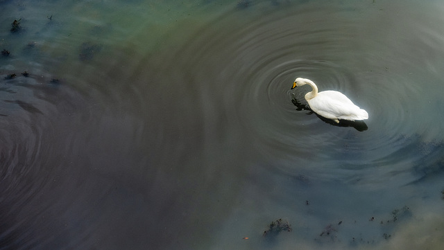 Whooper Swan