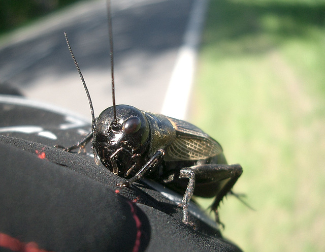 Feldgrille (Gryllus campestris)