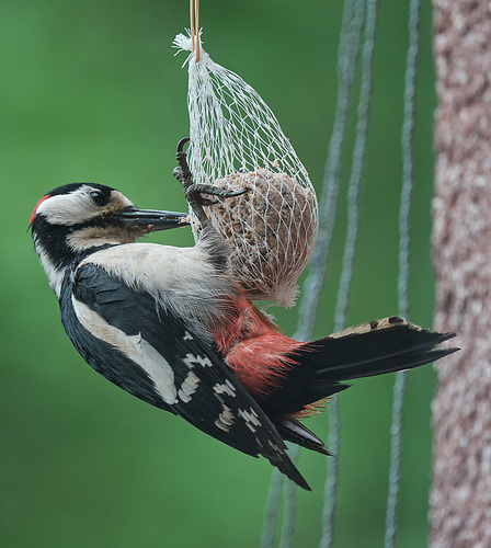 Specht frisst Fastfood