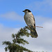 Gray Jay