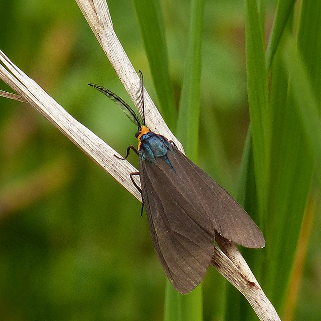 Virginia Ctenucha / Ctenucha virginica