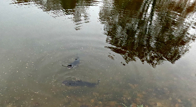 - catfish getting their share of Pond Chow