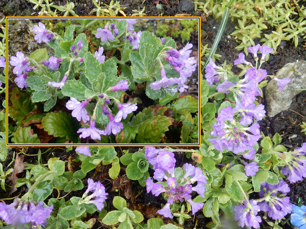 113  Primula marginata