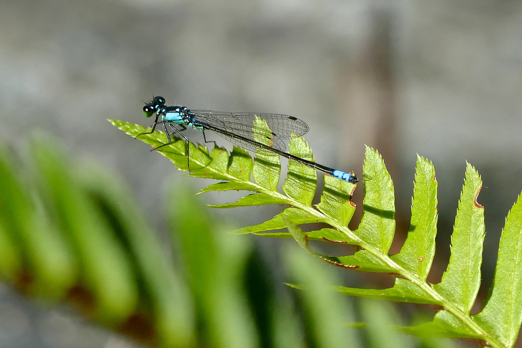 Damselfly