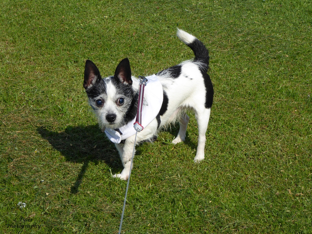 Percy at Audley End