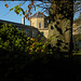 autumn at St George's Park