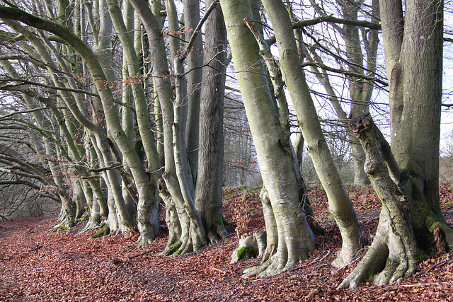 Danebury Iron Age Hillfort