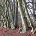 Danebury Iron Age Hillfort