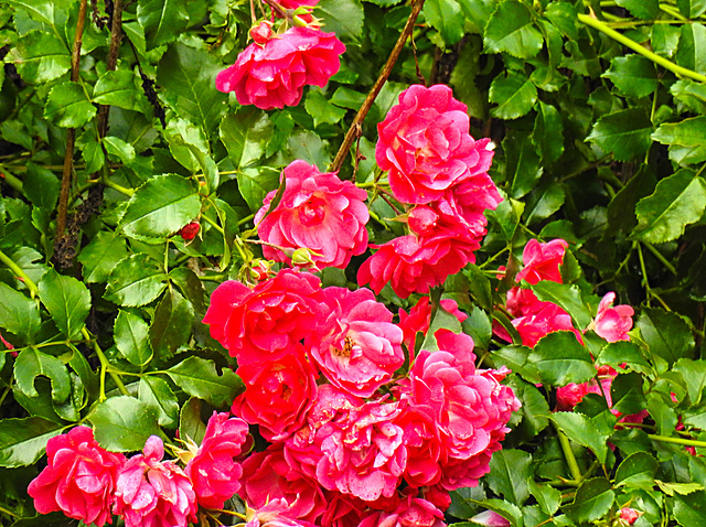 20210706 1350CPw [D~LIP] Büschel-Rose (Rosa multiflora), Bad Salzuflen