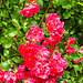 20210706 1350CPw [D~LIP] Büschel-Rose (Rosa multiflora), Bad Salzuflen