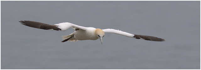 EF7A9274 -2Gannet