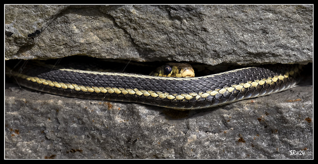 Wild Eastern Garter.