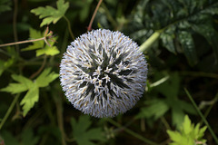 Globethistle (Echinops)