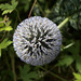 Globethistle (Echinops)