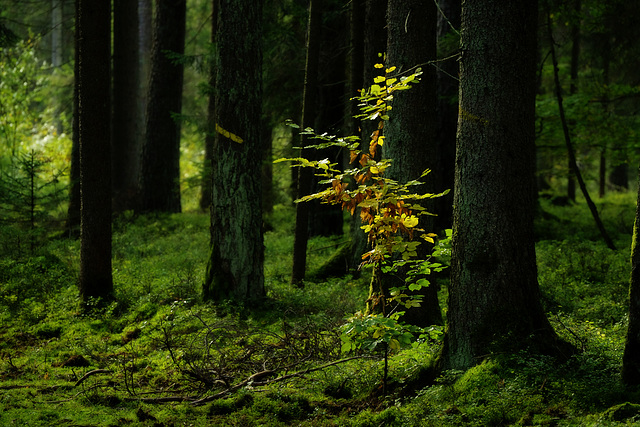 Biodiversität ;-)